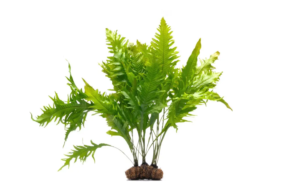 Java Fern Sunrise on Large Mat - ACW
