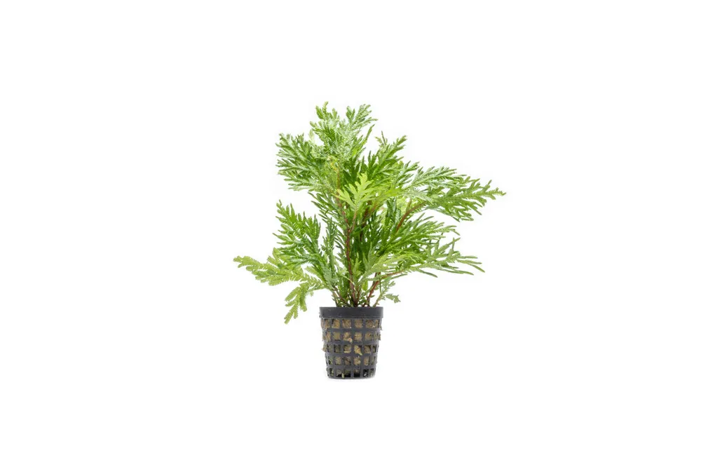 Selaginella Moellendorffii - IS