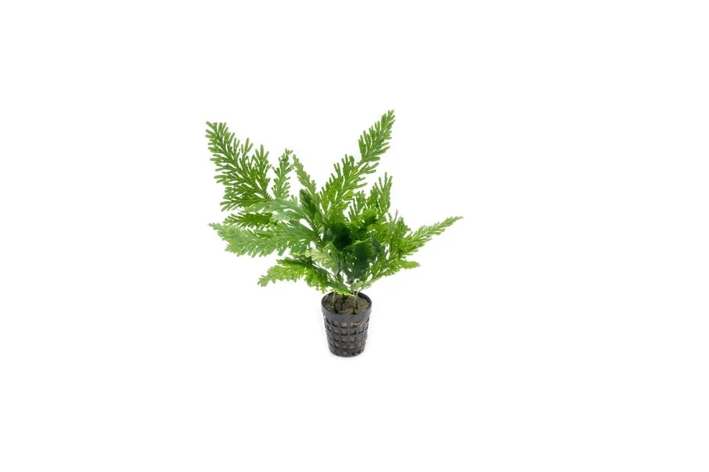 Selaginella Willdenowii - IS