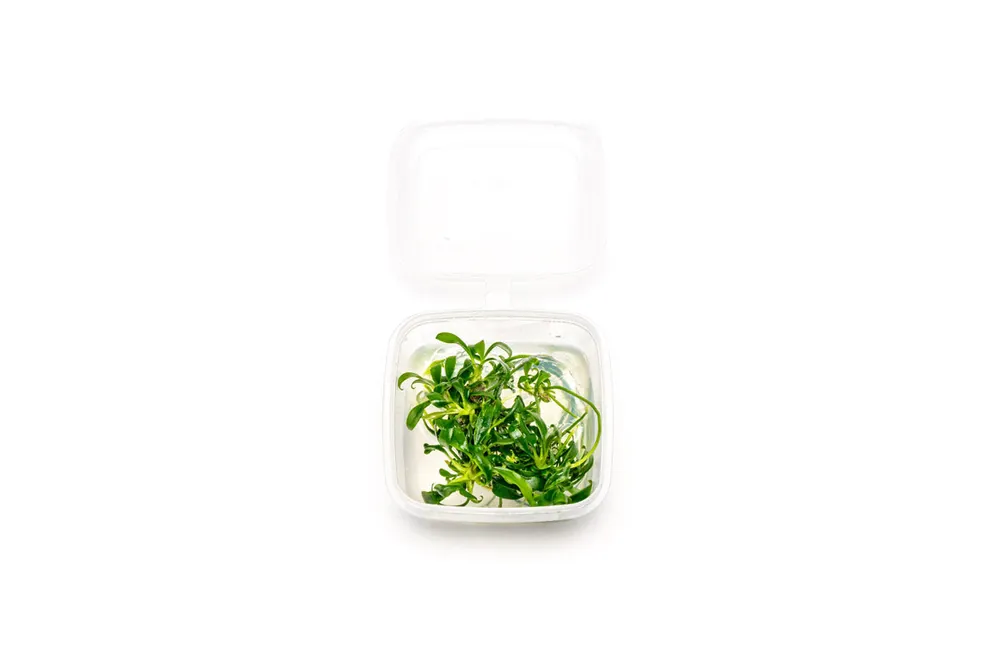 Anubias Minima Dragon Claw Tissue Culture - Small Cup