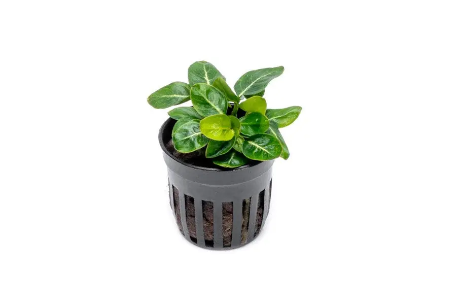 Anubias Giant Stardust - CPA