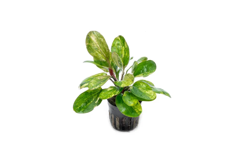 Echinodorus Hadi Red Pearl Variegated - CPA