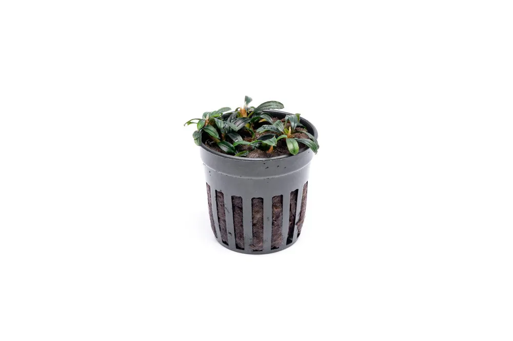 Bucephalandra Boyan Mini Narrow - CPA