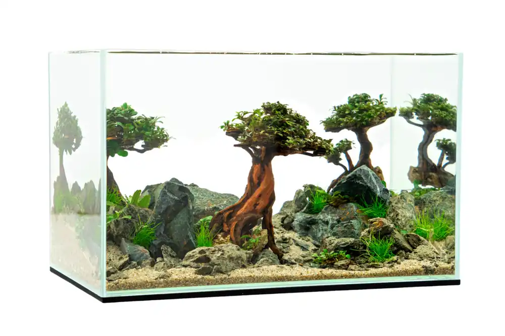 Bonsai Driftwood Scape Starter Kit - Buce Plant