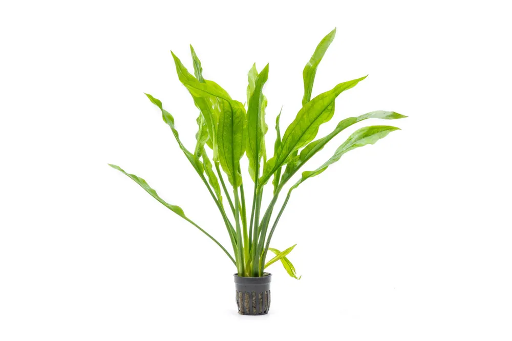 Echinodorus Bleheri / Amazon Sword - Large