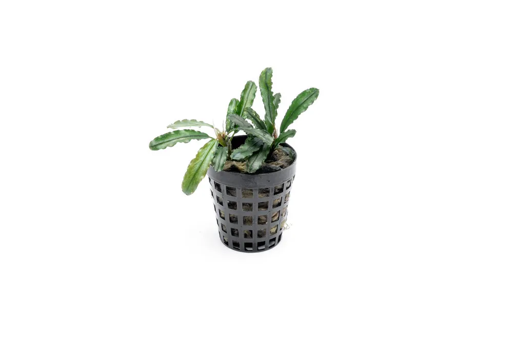 Bucephalandra Theia Green Pot - IS