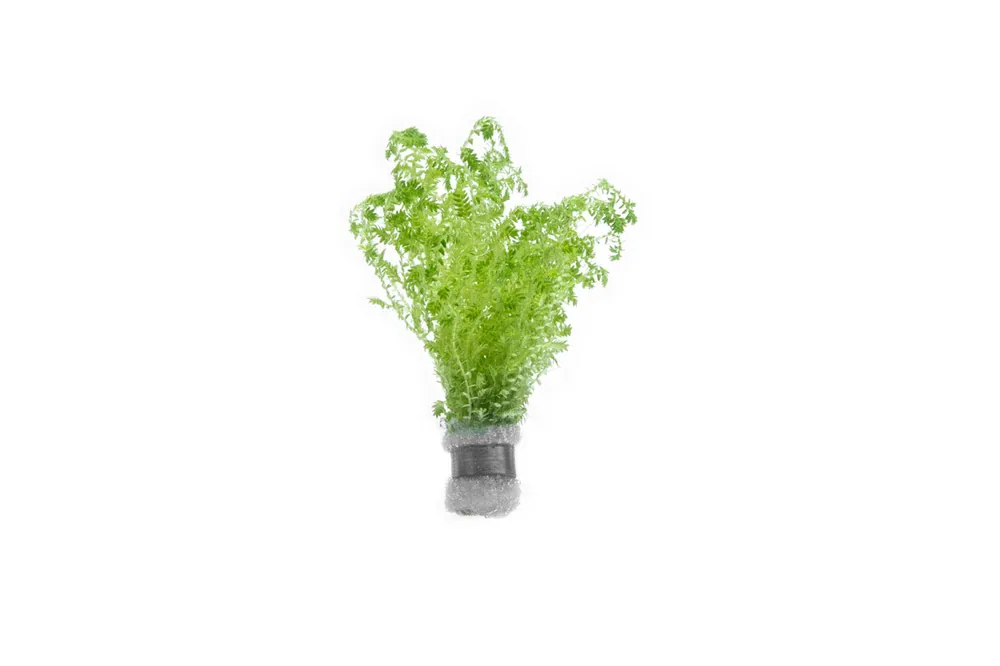 Selaginella Uncinata - IS