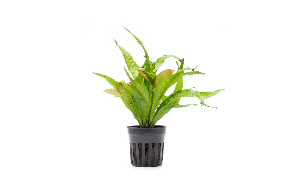Java Fern Gold Sparkle - CPA