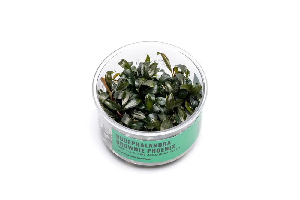 Bucephalandra Brownie Phoenix UNS Tissue Culture - UNSTC