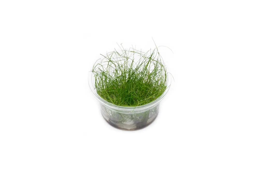 Eleocharis Vivipara Tissue Culture - UNSTC
