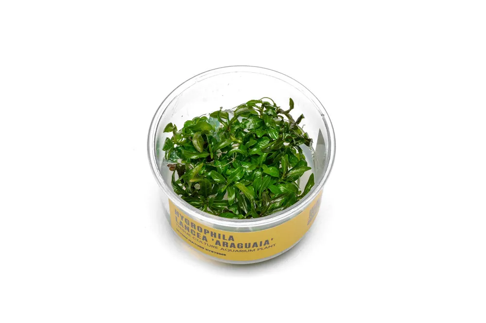 Hygrophila Araguaia UNS Tissue Culture - UNSTC