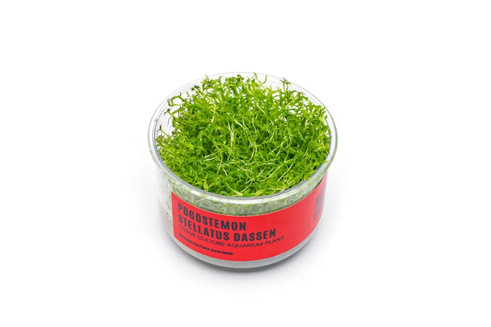 Pogostemon Stellatus Dassen Tissue Culture - UNSTC