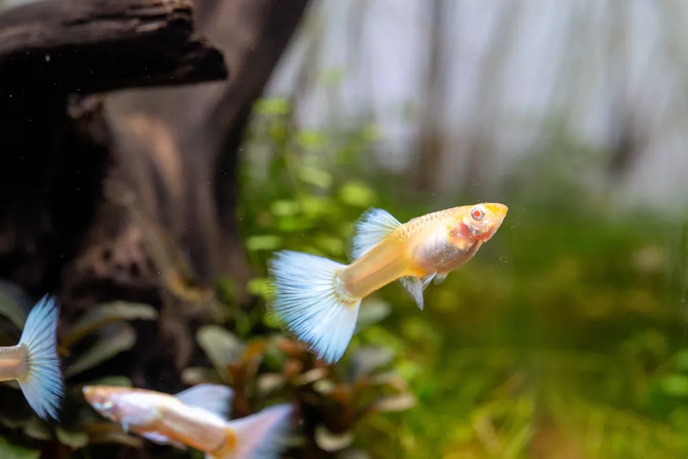 Albino Full Platinum Guppies - JA