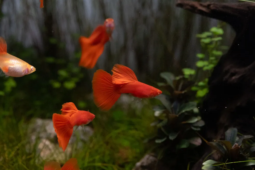 Full Red Albino Guppies - JA