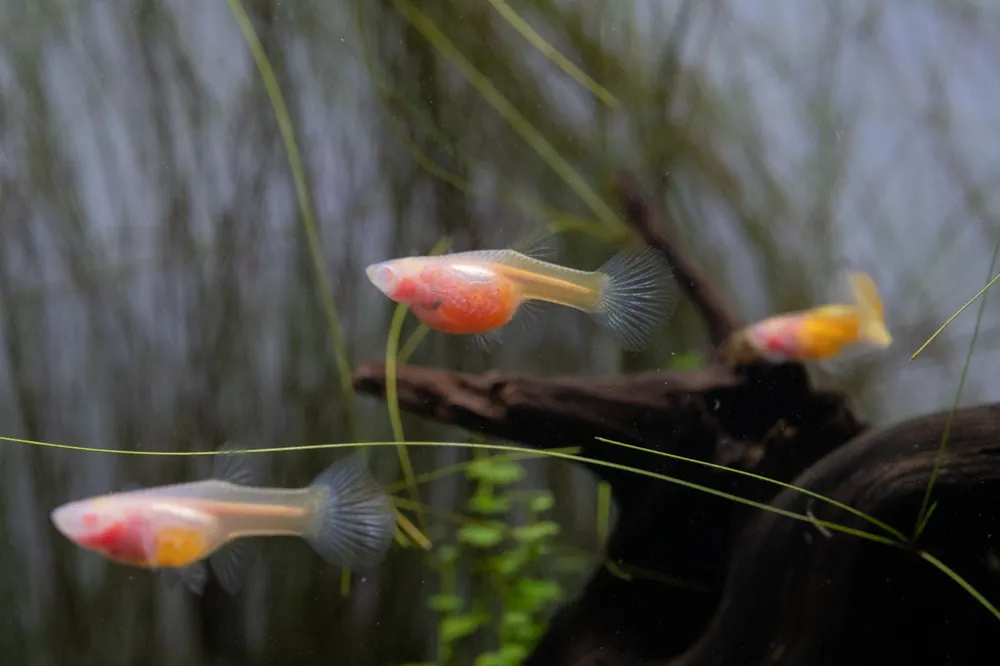 Glass Belly Albino Yellow Tuxedo Guppies - JA