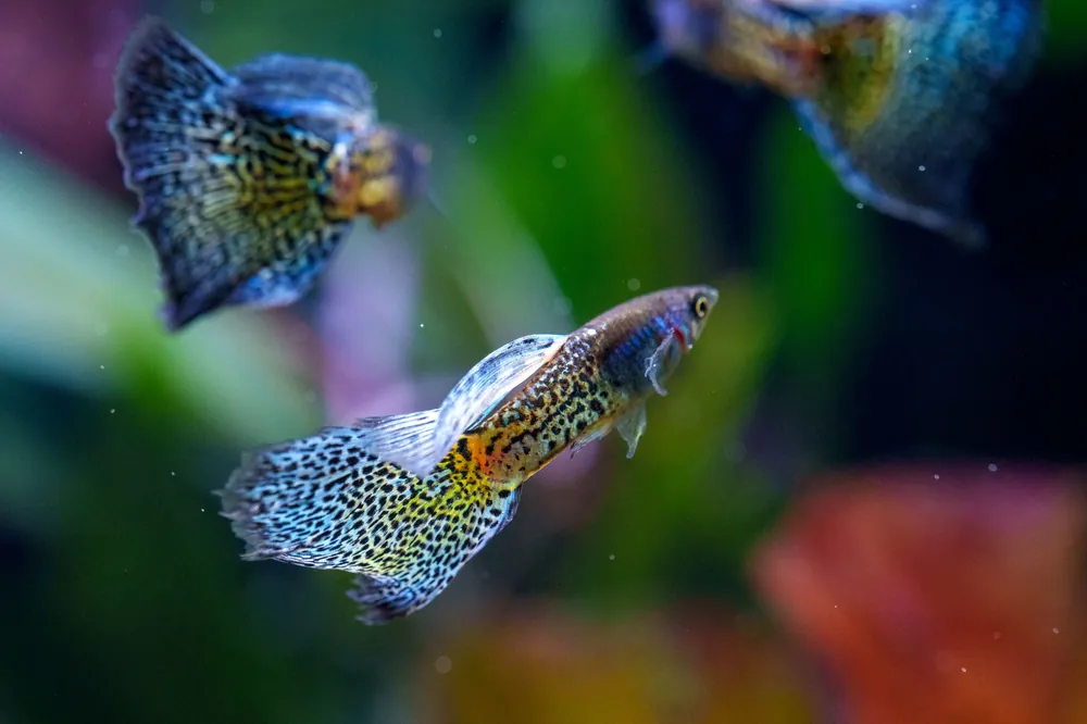 Metal Snakeskin Blue Grass Guppies - JA