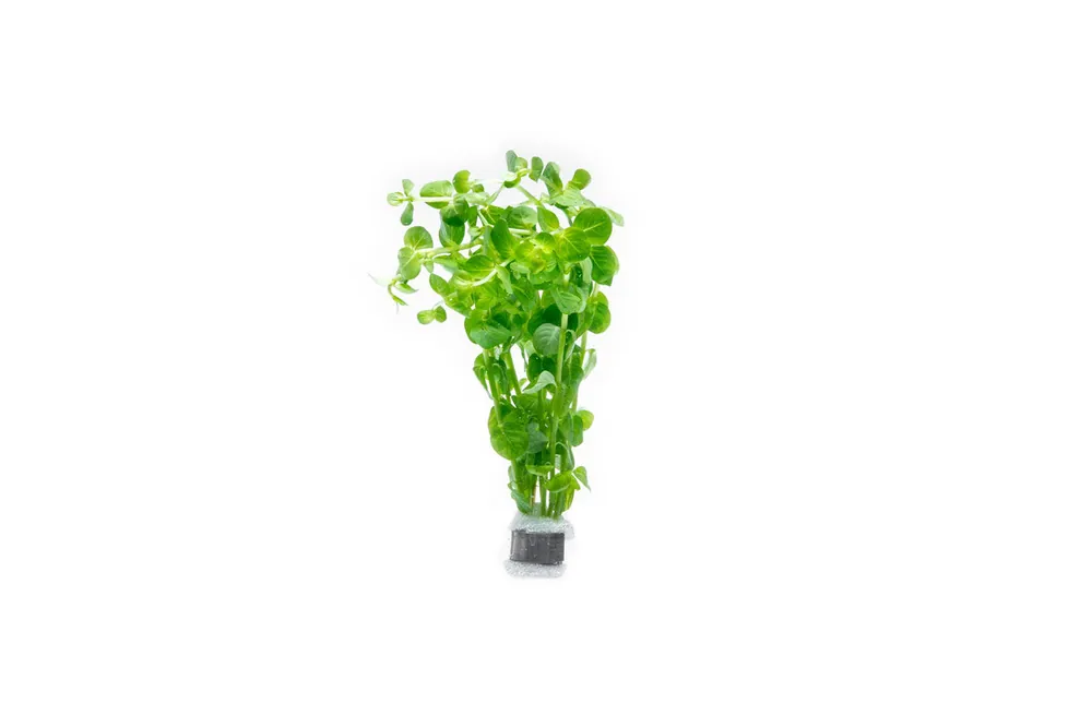 Rotala Indica Green - CPA
