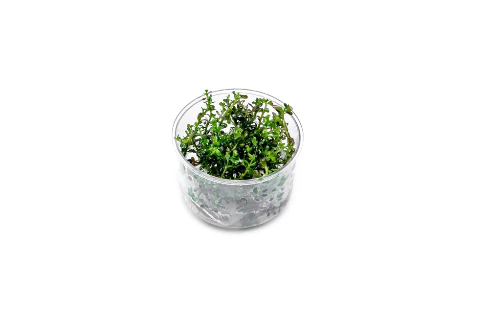 Rotala Colorata UNS Tissue Culture - UNSTC
