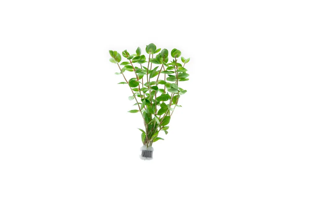 Rotala Macrandra - IS