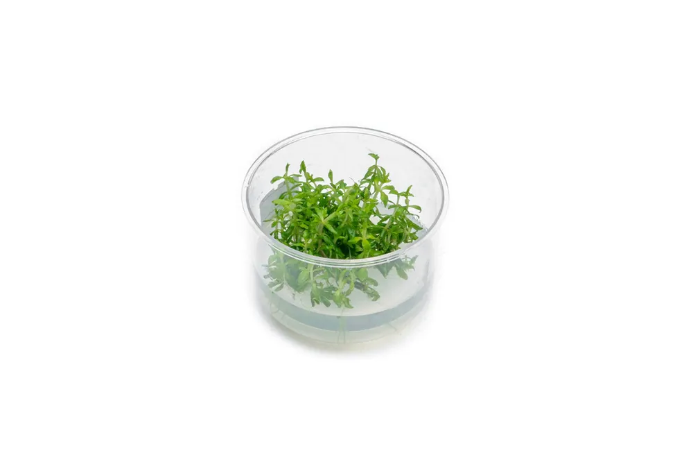 Limnophila Vietnam UNS Tissue Culture - UNSTC