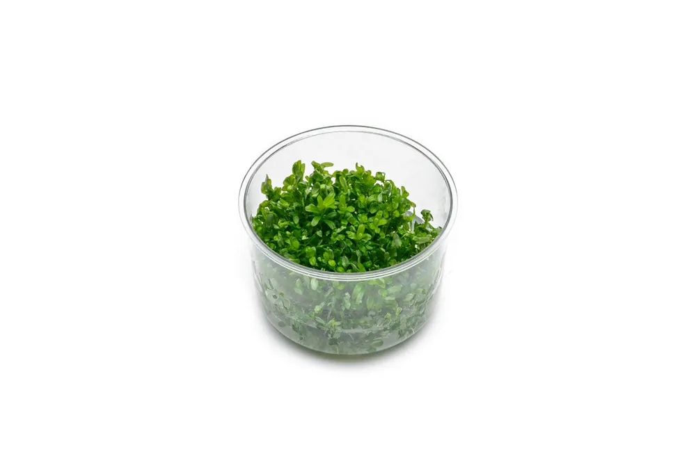 Rotala Rotundifolia UNS Tissue Culture - UNSTC