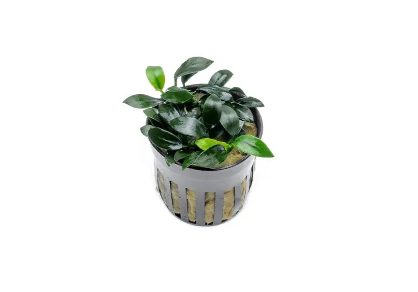 Anubias Jungle Star - CPA