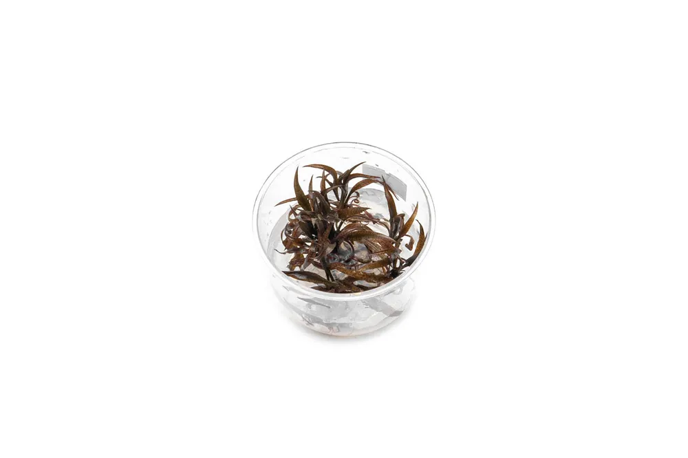Cryptocoryne Spiralis Red UNS Tissue Culture - UNSTC