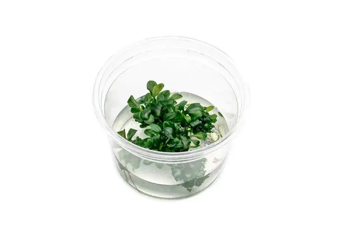 Bucephalandra Sintang Green UNS Tissue Culture - UNSTC