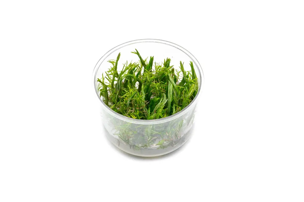 Rotala Vietnam UNS Tissue Culture - UNSTC