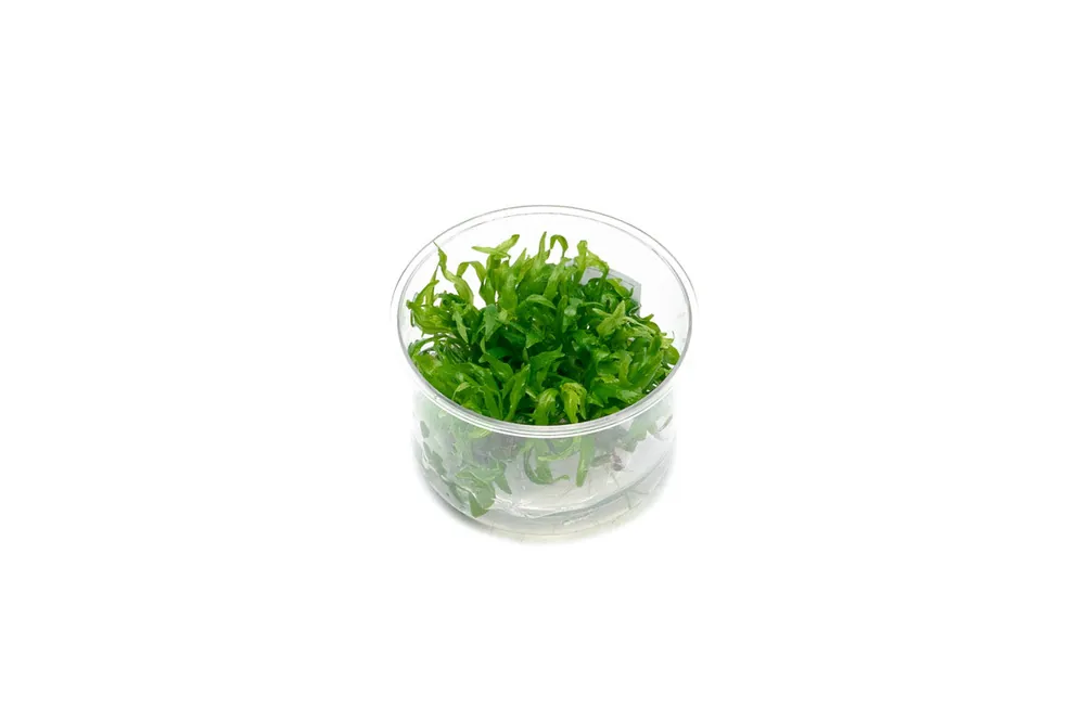 Hygrophila Odora Tissue Culture - UNSTC