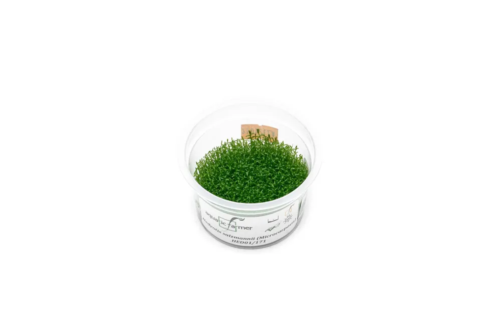 Hedyotis Salzmannii Aquatic Farmer Tissue Culture