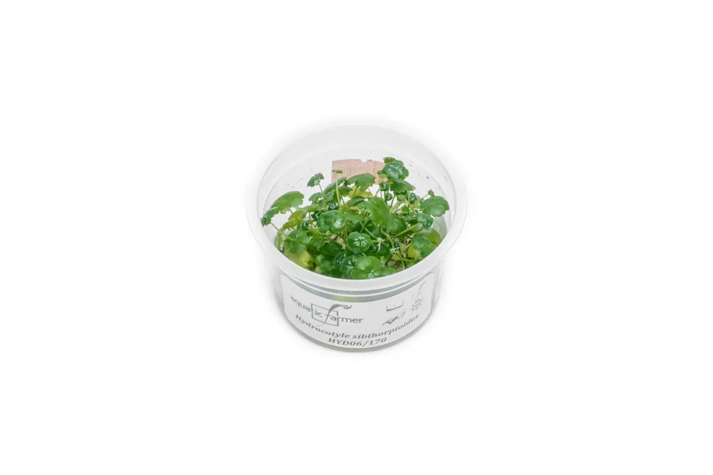 Hydrocotyle Sibthorpioides Aquatic Farmer Tissue Culture