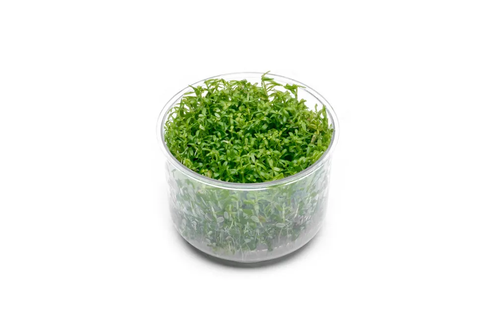 Rotala Wayanad UNS Tissue Culture - UNSTC