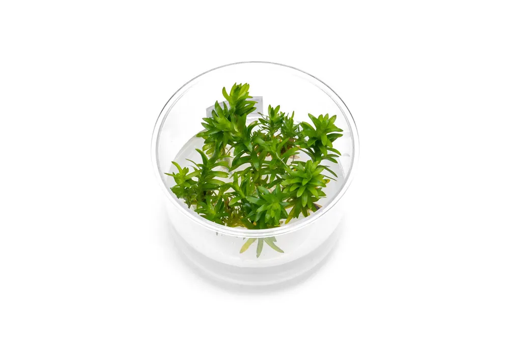 Tonina Fluviatilis Tissue Culture - UNSTC