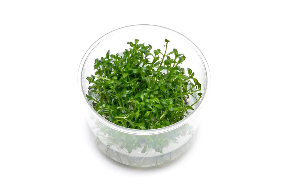 Rotala Sunset Tissue Culture - UNSTC