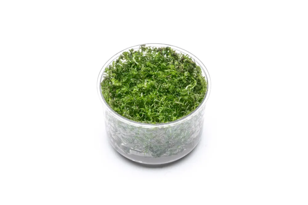Rotala Wallichii Tissue Culture - UNSTC