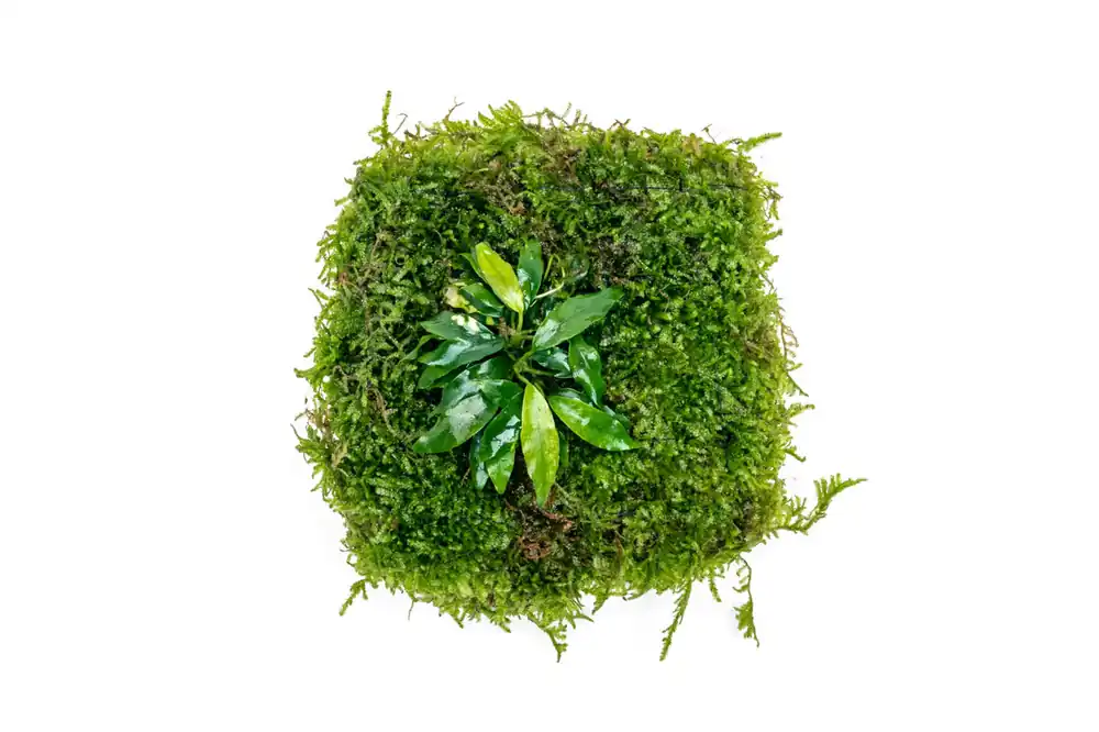 Anubias Minima & Christmas Moss - Foresta Mat