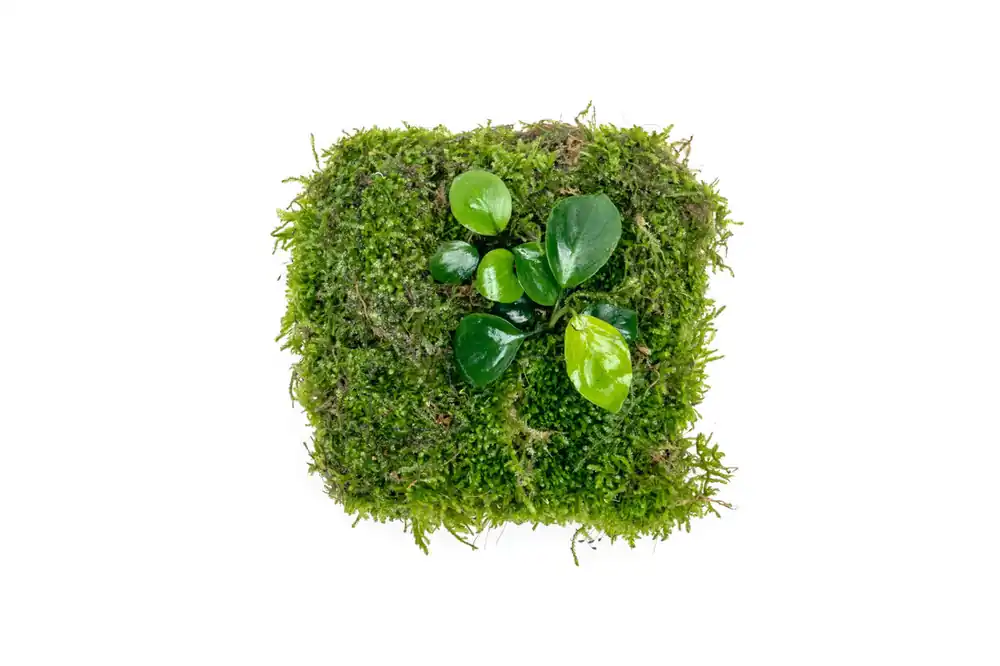 Anubias Nana & Christmas Moss - Foresta Mat