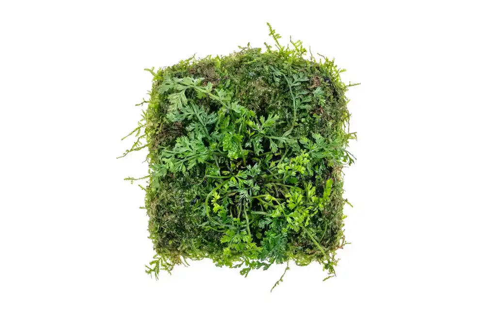 Bolbitis Difformis & Christmas Moss - Foresta Mat
