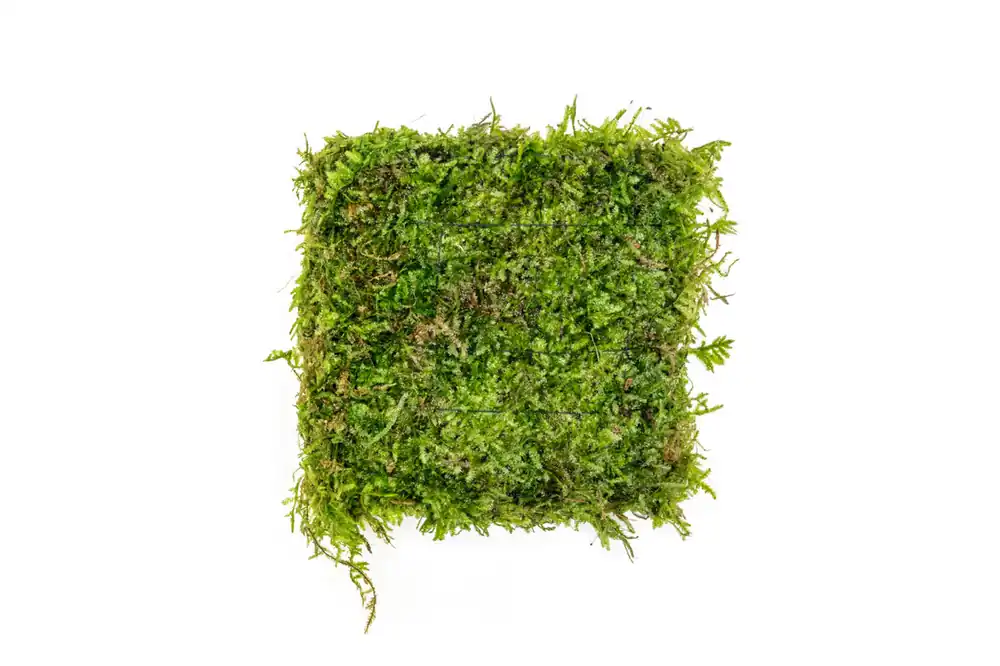Christmas Moss on Foresta Mat - ACW