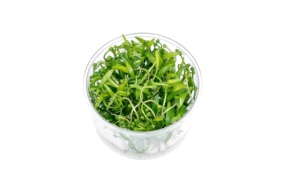 Helanthium Tenellum Broad Leaf UNS Tissue Culture - UNSTC