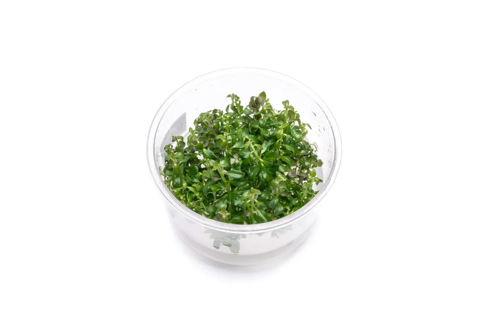 Ludwigia Peruensis UNS Tissue Culture - UNSTC