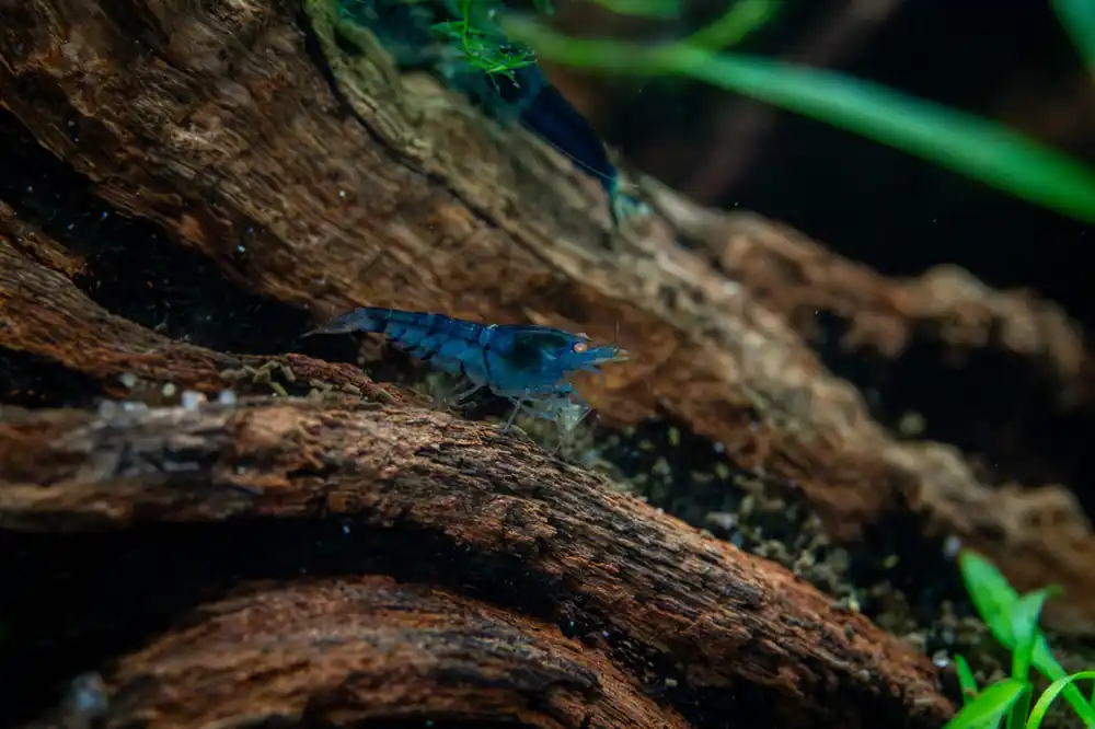 Orange Eye Blue Tiger - JA