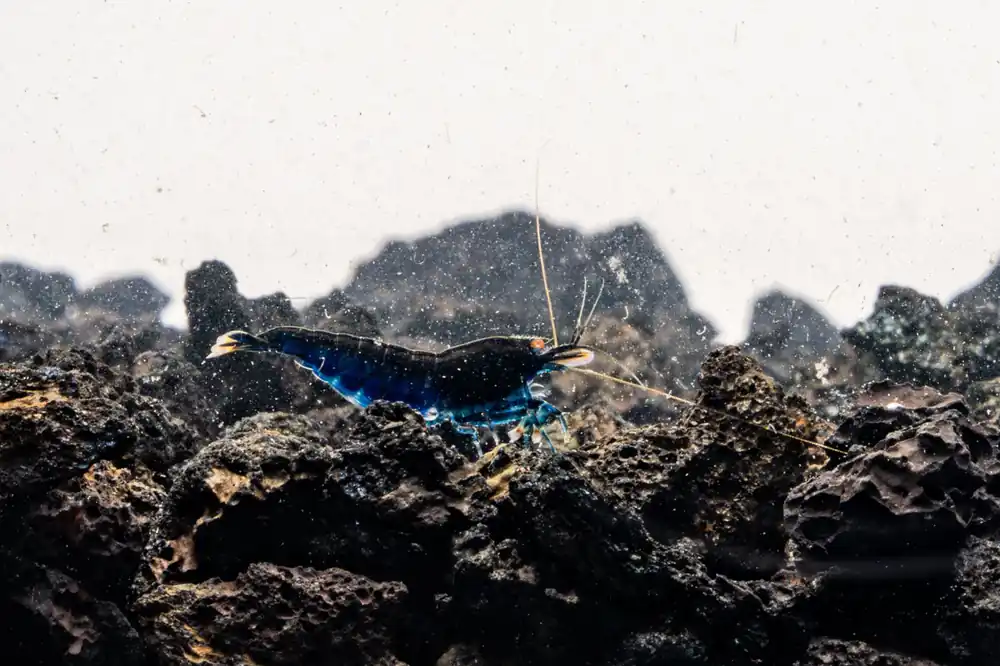 Orange Eye Royal Blue Tiger Shrimp - JA