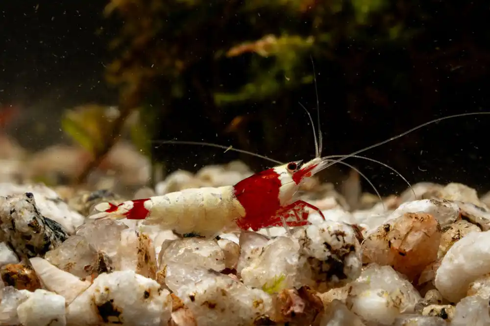Red King Kong Shrimp - JA