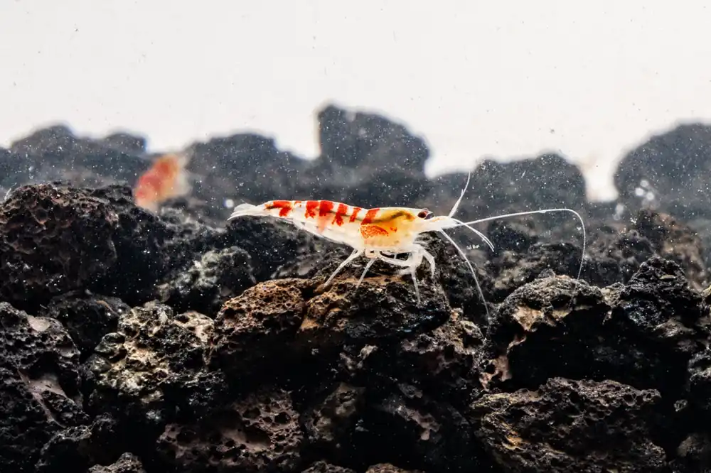 Red Calceo Shrimp - JA