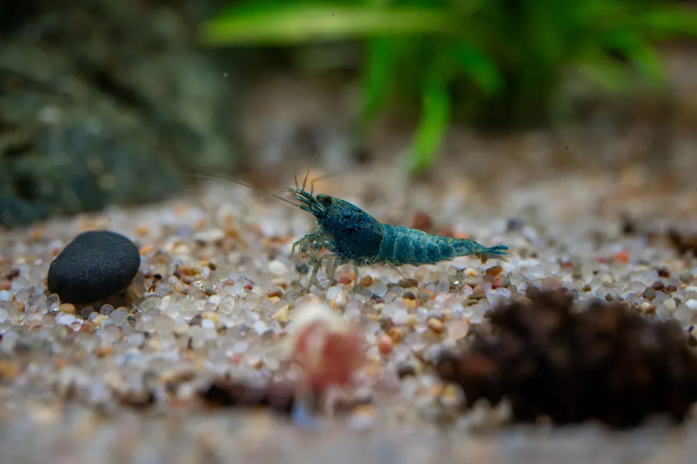 Blue Bolt Extreme Shrimp - JA