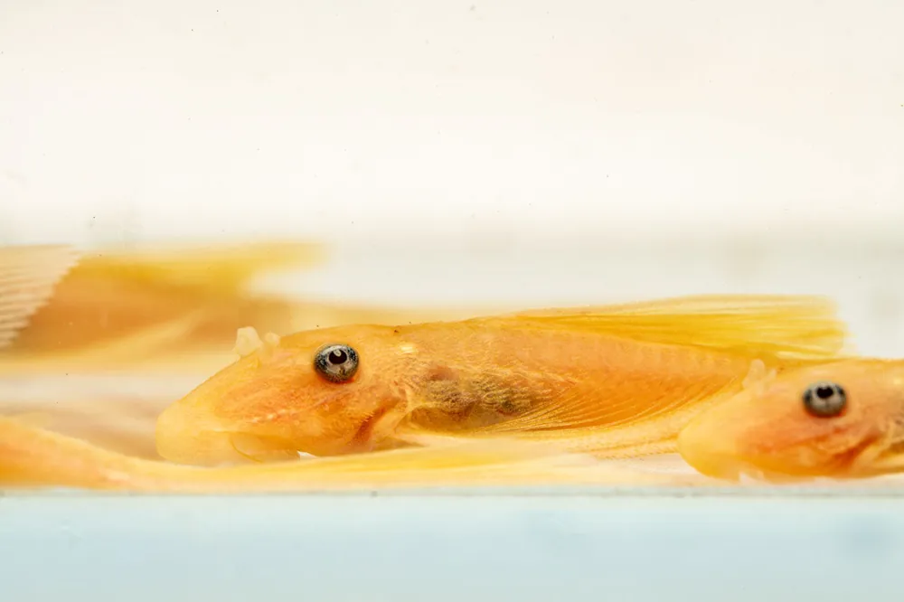 Blue Eye Lemon Bristlenose Pleco - JA