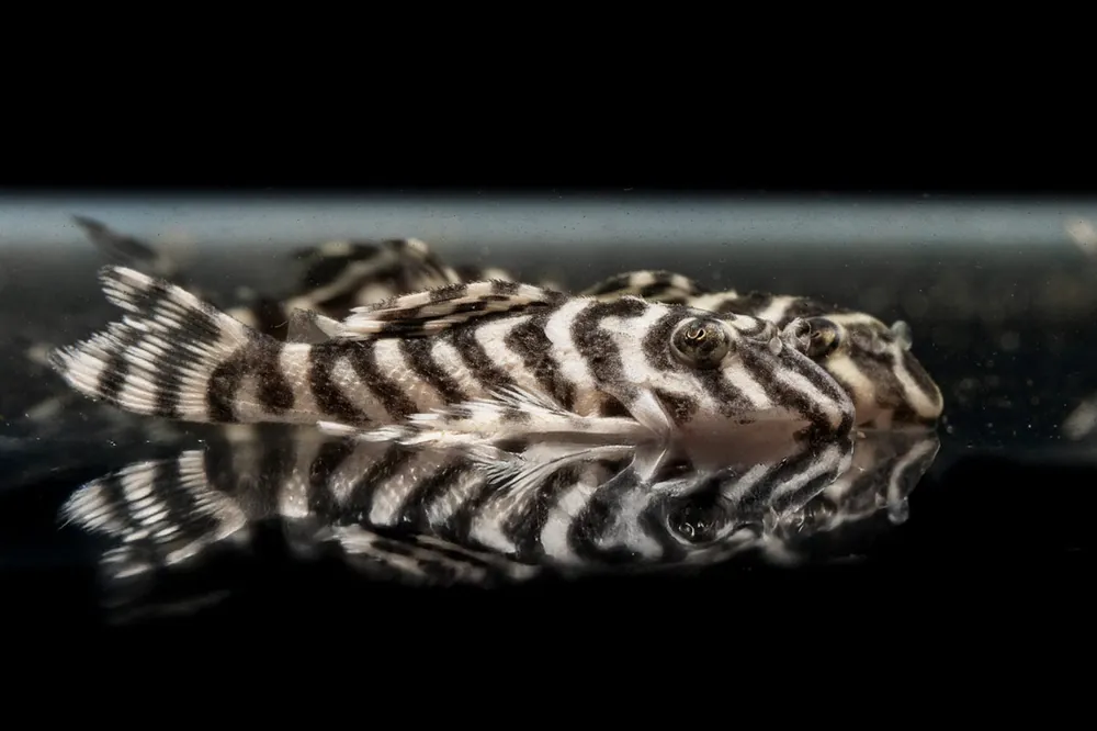 King Tiger Pleco - JA
