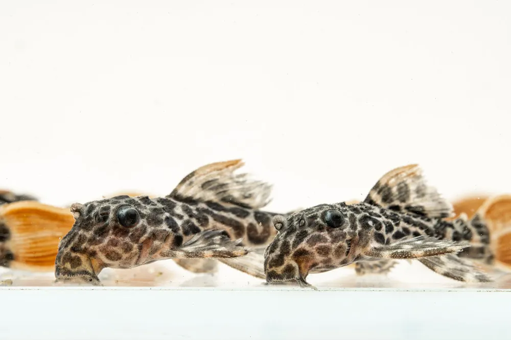 Leopard Cactus Pleco - JA